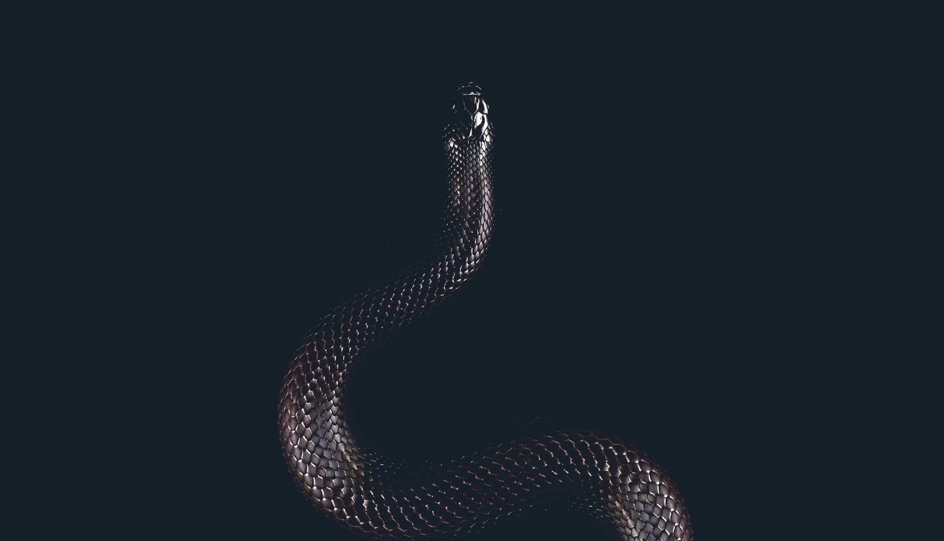 Development Bureau Welcome Media Python